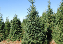 christmas tree farms near omaha