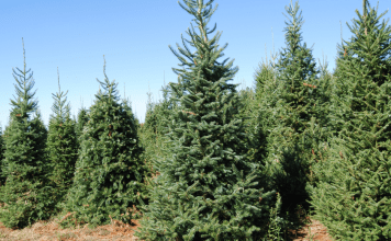 christmas tree farms near omaha