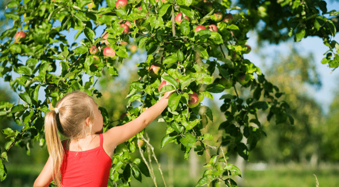 apple orchards and picking apples in Omaha